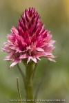 Gymnadenia rhellicani