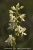 Platanthera bifolia