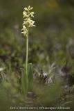 Platanthera bifolia