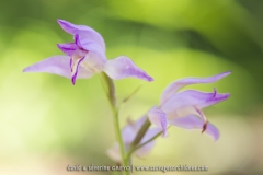 Cephalanthera rubra
