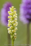 Pseudorchis albida