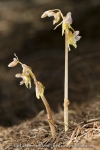 Epipogium aphyllum