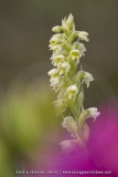 Pseudorchis albida