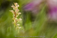 Dactylorhiza viridis