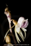 Epipogium aphyllum