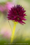 Gymnadenia rhellicani