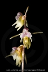 Epipogium aphyllum