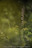 Epipactis atrorubens