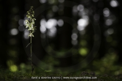 Epipactis purpurata