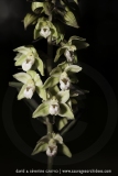 Epipactis purpurata