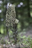 Epipactis purpurata