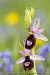 Ophrys drumana