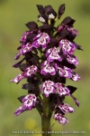 Orchis purpurea