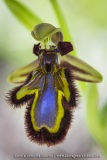 Ophrys ciliata