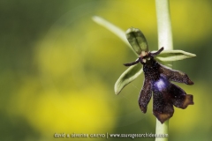Ophrys insectifera
