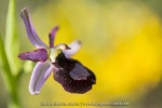 Ophrys drumana