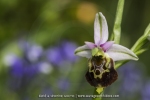 Ophrys fuciflora
