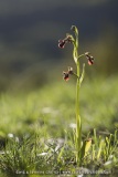 Ophrys ciliata