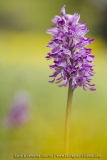 Orchis militaris