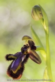 Ophrys speculum