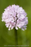 Neotiniea tridentata