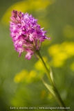 Anacamptis pyramidalis