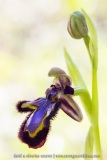 Ophrys ciliata