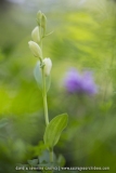 Cephalanthera damosonium