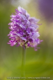 Orchis simia