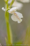 Orchis provincialis