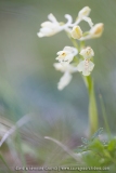 Orchis provincialis