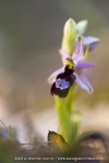 Ophrys drumana