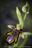Ophrys speculum
