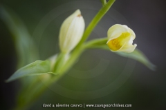 Cephalanthera damosonium