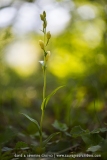 Cephalanthera damosonium