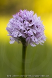 Neotinea tridentata