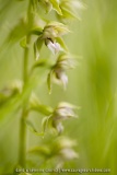Epipactis neglecta