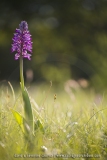 Orchis militaris