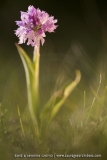 Neotinea tridentata