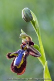 Ophrys ciliata