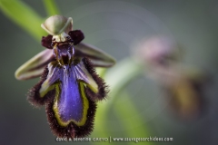 Ophrys speculum