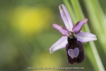 Ophrys drumana