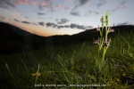 Ophrys drumana