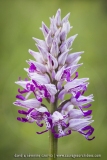 Orchis militaris