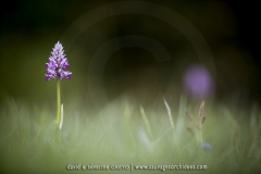 Orchis militaris