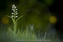Cephalanthera longifolia