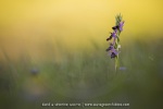 Ophrys drumana