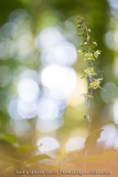 Epipactis purpurata