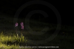 Orchis purpurea