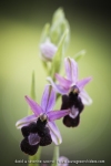 Ophrys drumana